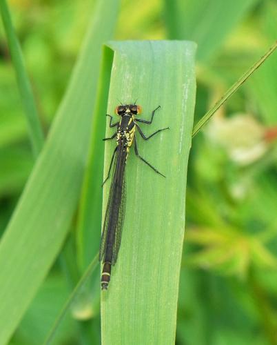 Erythromma najas