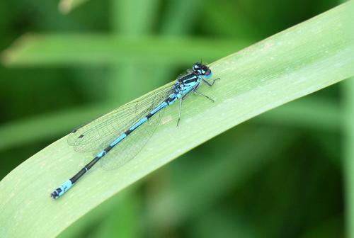 Réf. 33 875 : Coenagrion pulchellum