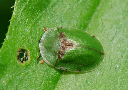 Cassida sp.