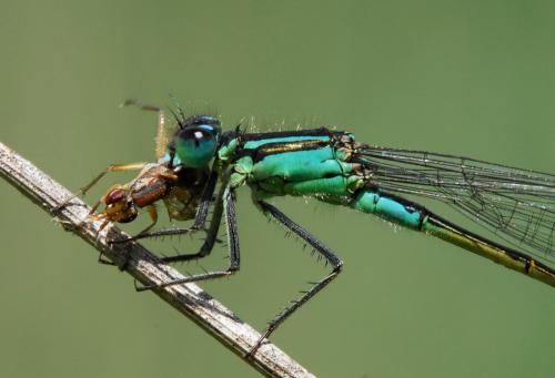Ischnura elegans