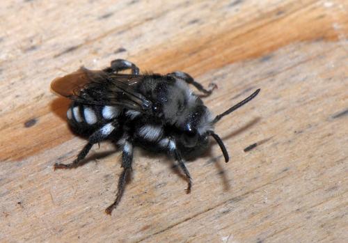 Melecta sp.