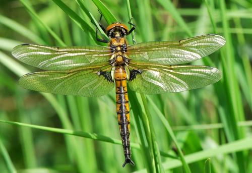 Réf. 33 403 : Epitheca bimaculata