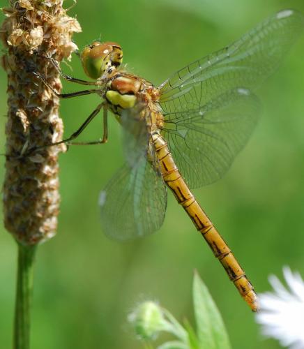 Sympetrum striolatum