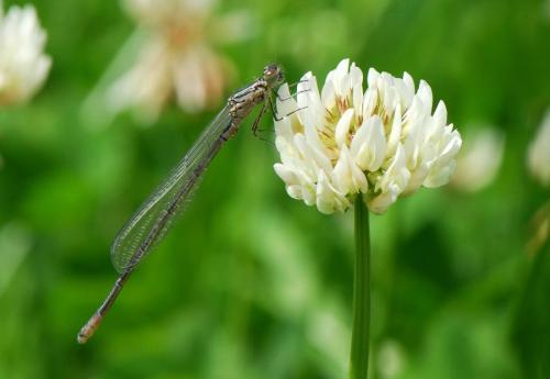Coenagrion puella