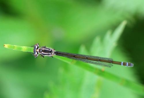 Réf. 33 417 : Coenagrion pulchellum