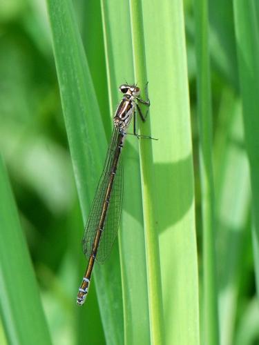 Réf. 33 419 : Coenagrion pulchellum