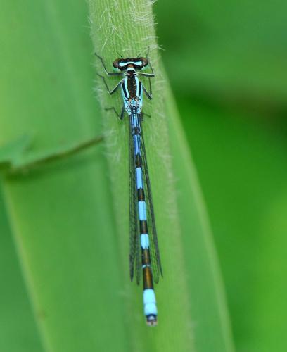 Réf. 33 406 : Coenagrion hastulatum