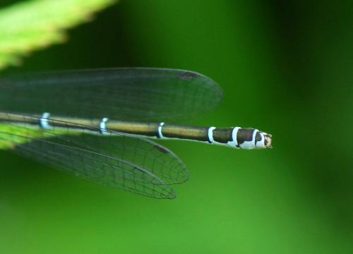 Coenagrion puella