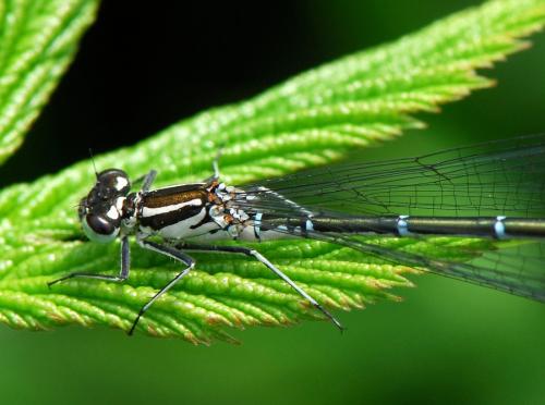 Coenagrion puella