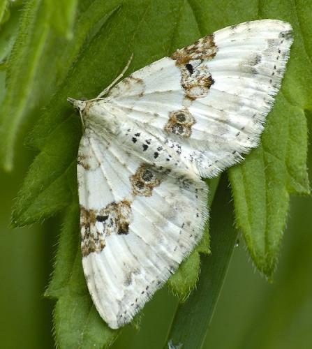 Réf. 33 819 : Xanthorhoe montanata