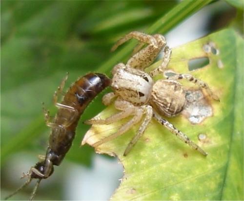 Xysticus sp.