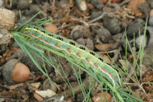 Xylena exsoleta
