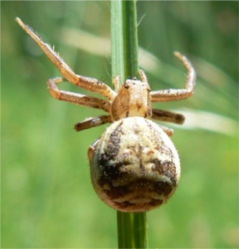 Xysticus sp.