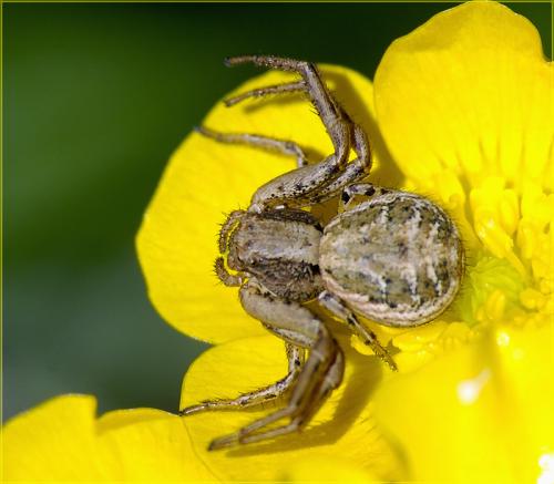 Réf. 33 880 : Xysticus sp.
