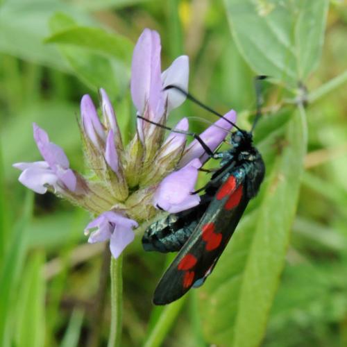 Réf. 33 018 : Zygaena filipendulae