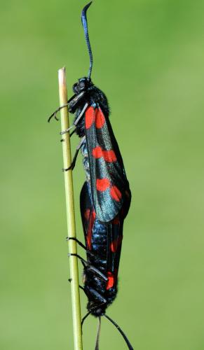Réf. 33 129 : Zygaena filipendulae