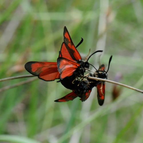 Zygaena loti