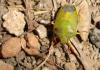 33595 – Photo : Georges Bilbo – France (34)