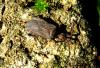 33246 – Photo : Normand Mlaure – France (34)