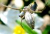 33483 – Photo : Normand Mlaure – France (34)