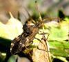 33581 – Photo : Normand Mlaure – France (34)