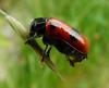 33043 – Photo : Patrick Straub – France (68)