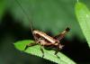 33747 – Photo : gaelle vandersarren – Pays-Bas