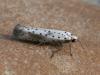 33679 – Photo : Olivier Pineau – France (30)