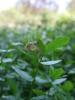 33941 – Photo : Sylvere GEOFFROY – France (26)