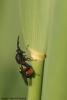33598 – Photo : Jonas Mortelmans – Belgique