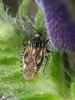 33478 – Photo : Anne Forgues – France (34)