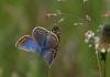 33041 – Photo : Rebeyrol Christian – France (79)