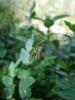 33942 – Photo : Sylvere GEOFFROY – France (26)