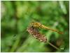 Sympetrum sanguineum