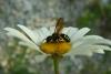 33961 – Photo : Roger MATHIEU – France (26)