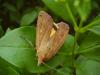 33544 – Photo : JCH – France (55)