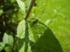33780 – Photo : JCH – France (55)