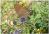 33170 – Photo : Anne-Marie Uyttenbroeck – France (46)