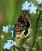 33839 – Photo : Fred Chevaillot – France (38)