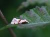 33455 – Photo : Mael Garrin – France (56)