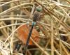 33911 – Photo : Pierre SENGEZ – France (60)