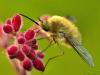 33397 – Photo : Denys Liger – France (27)