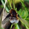 33700 – Photo : FATON Jean-Michel – France (26)