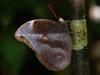 33480 – Photo : Alexandre Vinot – Guyane française