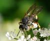 33144 – Photo : Jean Luc Kerveadou – France (29)