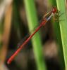 33890 – Photo : FATON Jean-Michel – France (26)