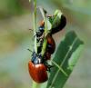 33138 – Photo : FATON Jean-Michel – France (26)