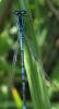 Coenagrion puella