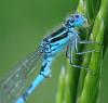 Coenagrion mercuriale
