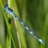 33834 – Photo : FATON Jean-Michel – France (26)